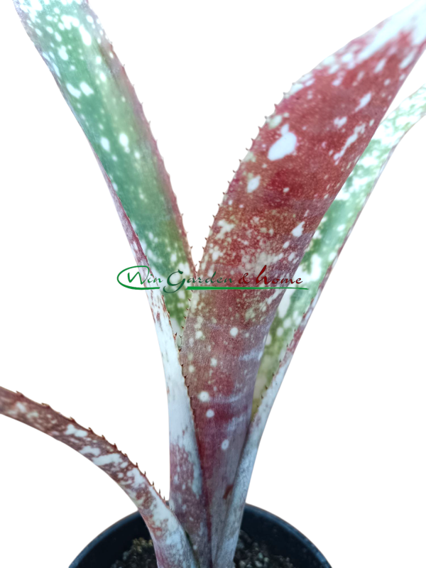 Bilbergia casablanca pups red purple