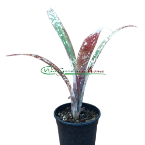 Bilbergia casablanca pups red purple