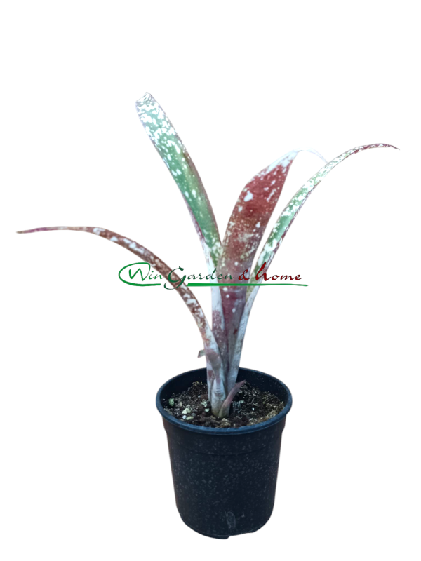 Bilbergia casablanca pups red purple