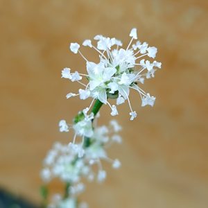 CALLISIA FRAGRANS