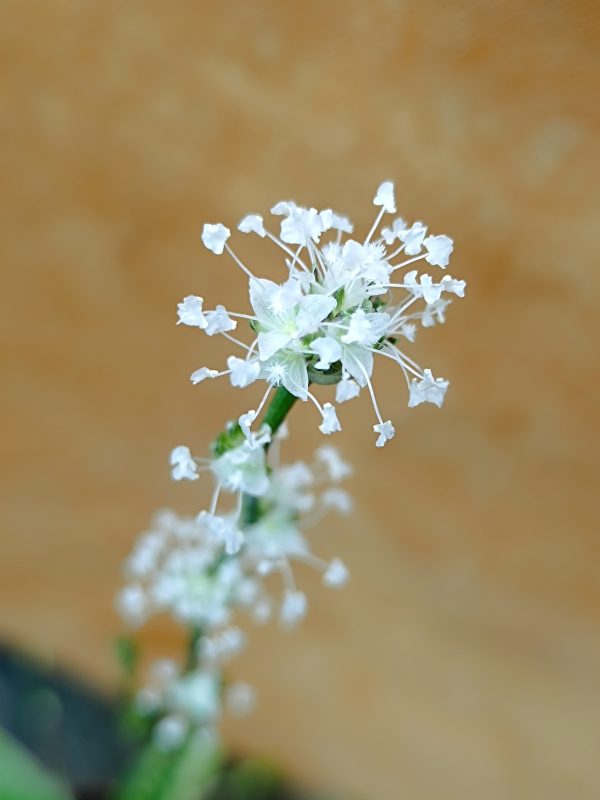 CALLISIA FRAGRANS