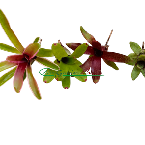 Conjunto Neoregelia - 1 PROMOÇÃO - Image 7