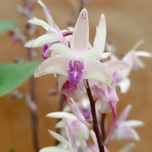 Dendrobium kingianum