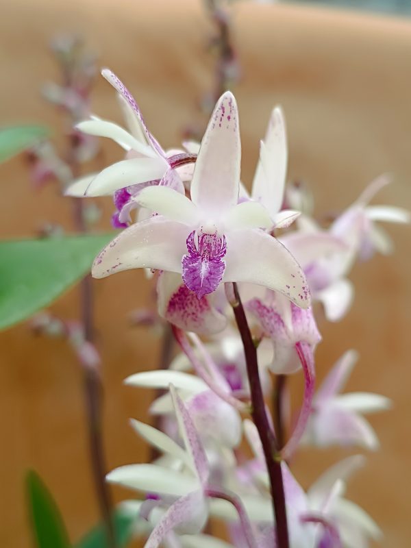 Dendrobium kingianum