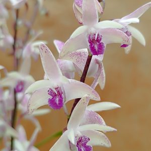 Dendrobium kingianum