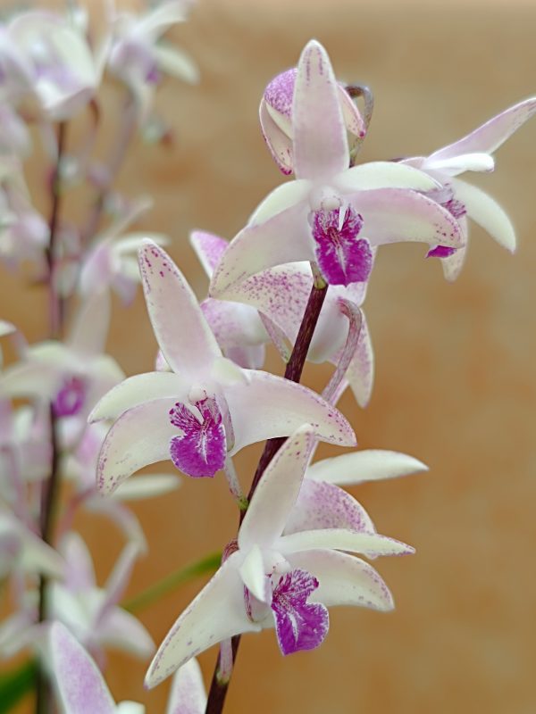 Dendrobium kingianum