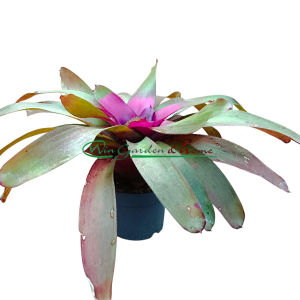 Neoregelia concentrica