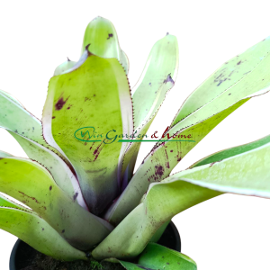 Neoregelia concentrica albomarginated