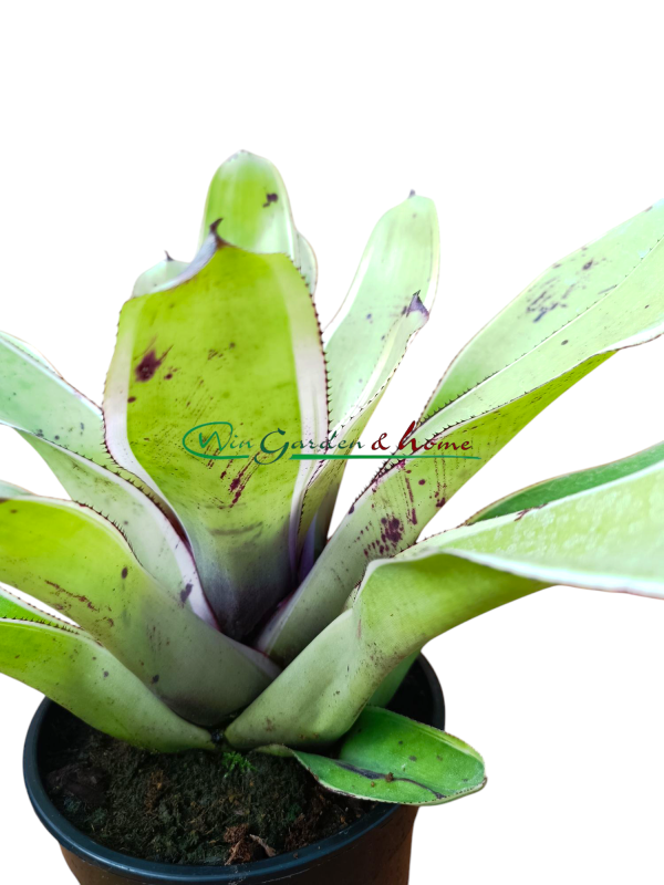 Neoregelia concentrica albomarginated