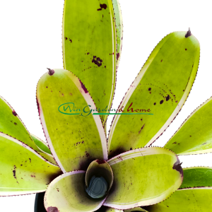 Neoregelia concentrica albomarginated