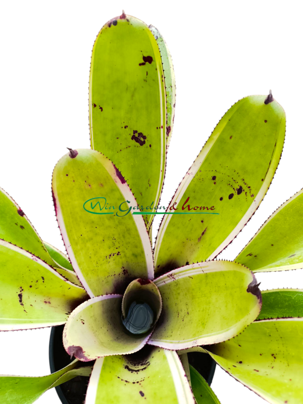 Neoregelia concentrica albomarginated