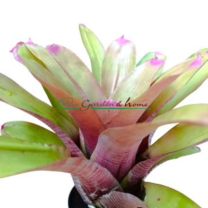 Neoregelia spectabilis