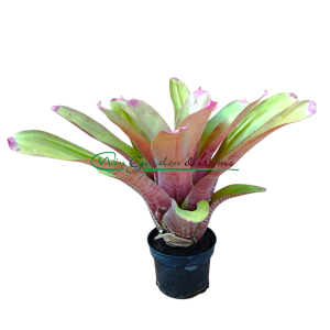 Neoregelia spectabilis