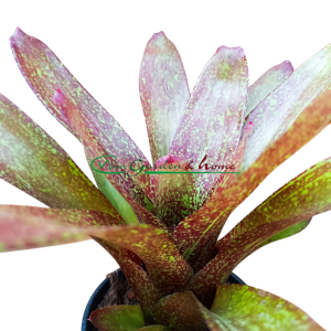 Neoregelia