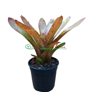 Neoregelia