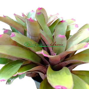 Neoregelia spectabilis