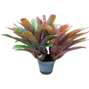 Neoregelia spectabilis