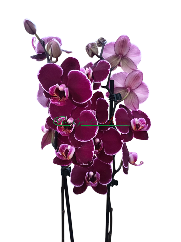 Phalaenopsis