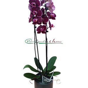 Phalaenopsis