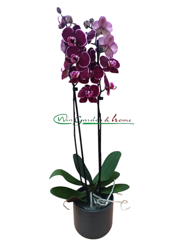 Phalaenopsis