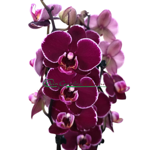 Phalaenopsis