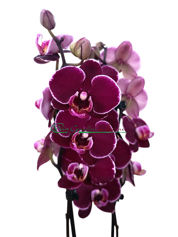 Phalaenopsis