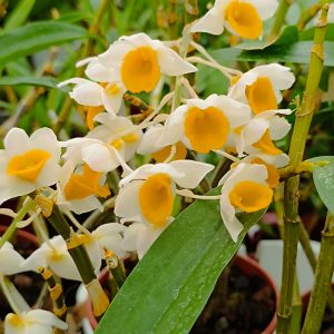 DENDROBIUM FARMERI - Image 2