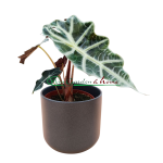 ALOCASIA POLLY