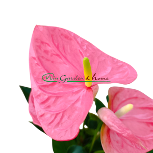 ANTHURIUM COLORADO - Image 2