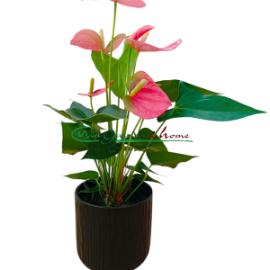 ANTHURIUM COLORADO