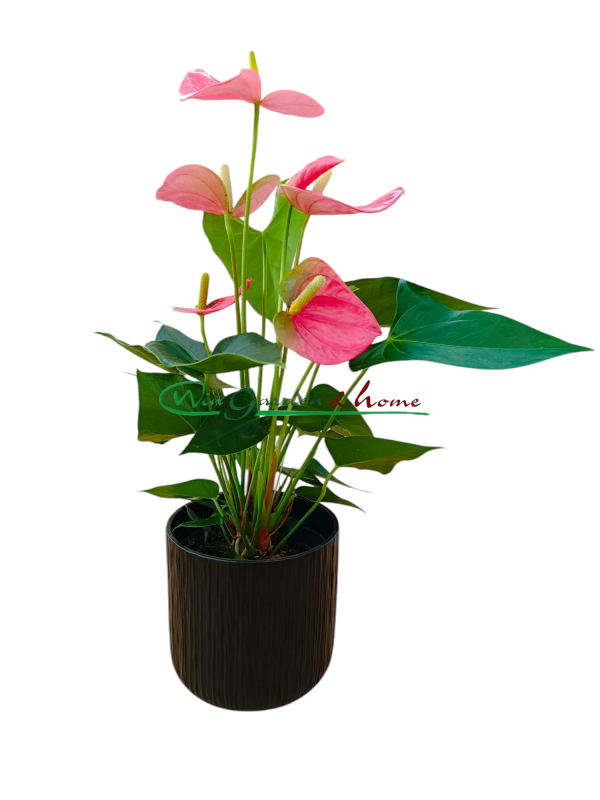 ANTHURIUM COLORADO