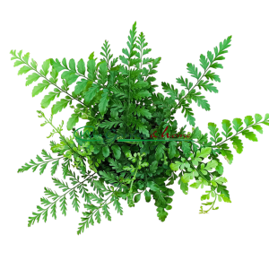 ASPLENIUM PARVATI - Image 2