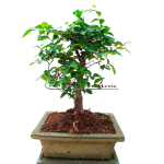 BONSAI ZELKOVA