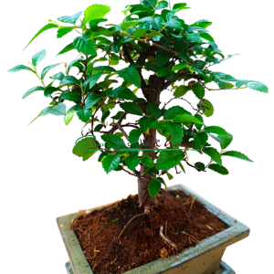 BONSAI ZELKOVA - Image 3