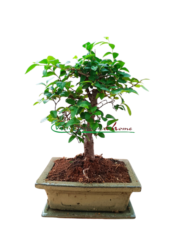 BONSAI ZELKOVA