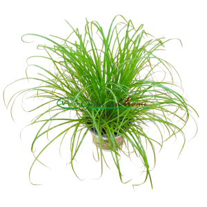 CYPERUS ALTERNIFOLIUS ZUMULA - ERVA PARA GATO - Image 2