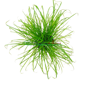 CYPERUS ALTERNIFOLIUS ZUMULA - ERVA PARA GATO - Image 3