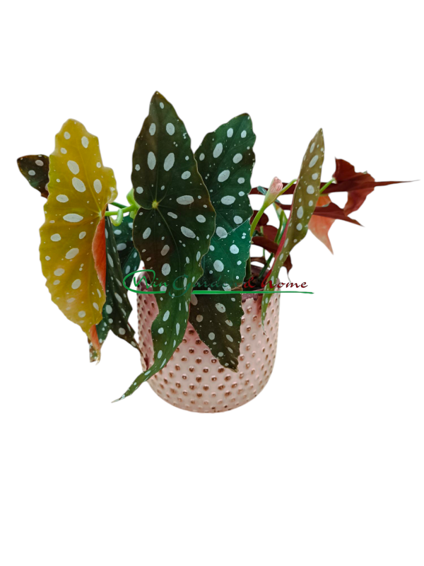 BEGONIA MACULATA POLKA DOT