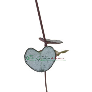 CEROPEGIA WOODII