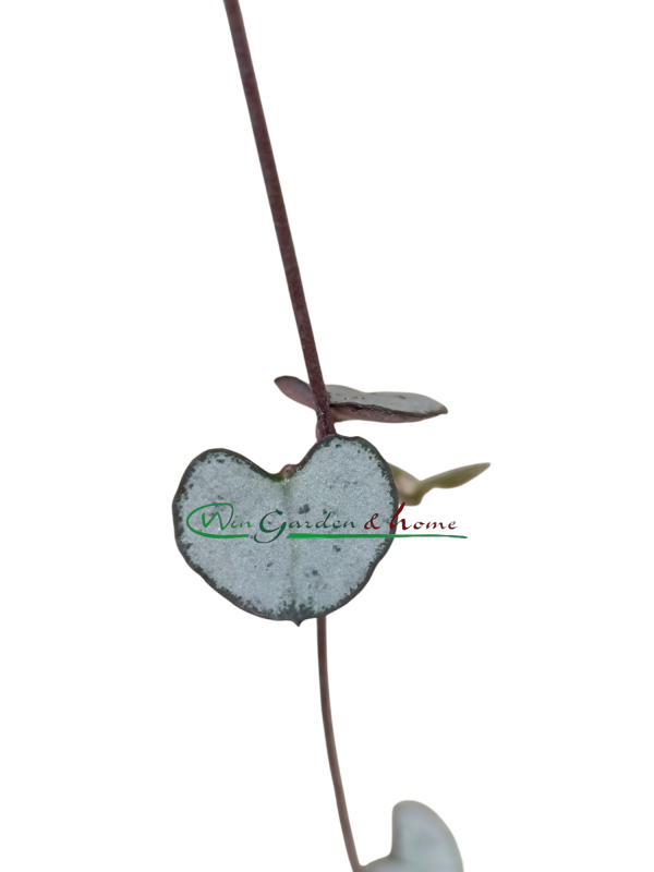 CEROPEGIA WOODII