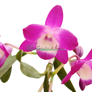 Dendrobium Nagase Mini Purple