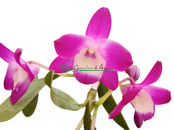 Dendrobium Nagase Mini Purple