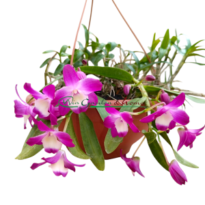 Dendrobium Nagase Mini Purple