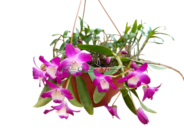 Dendrobium Nagase Mini Purple