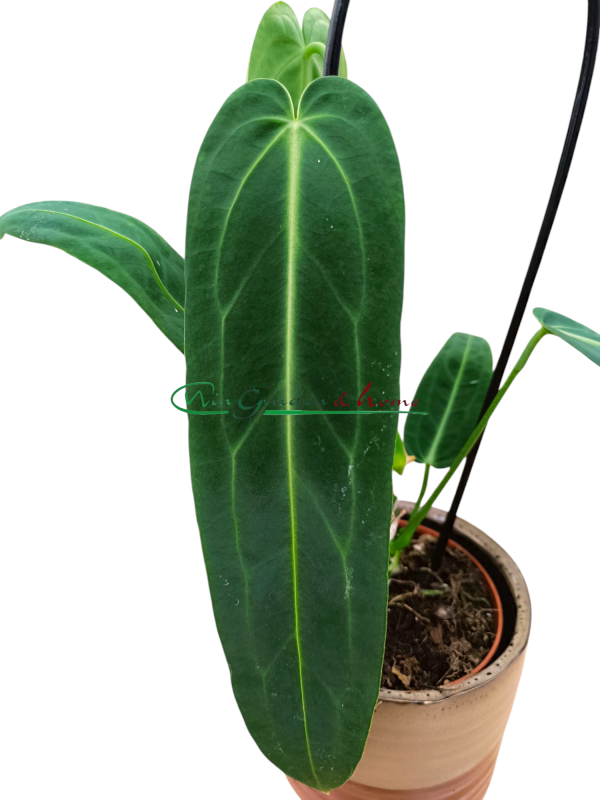 ANTHURIUM WAROCQUEANUM