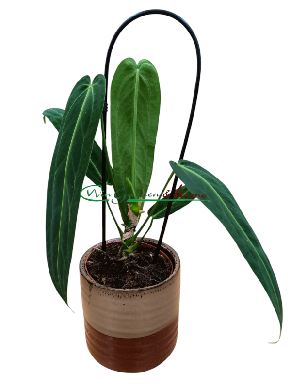 ANTHURIUM WAROCQUEANUM