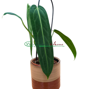 ANTHURIUM WAROCQUEANUM