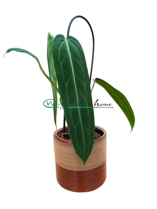 ANTHURIUM WAROCQUEANUM