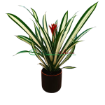 GUZMANIA TORCHHITA