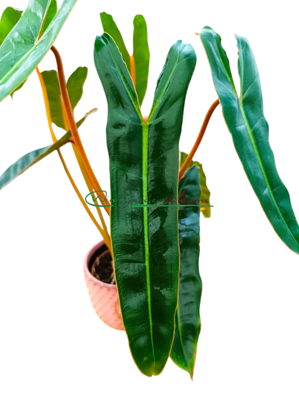 PHILODENDRON BILLIETIAE